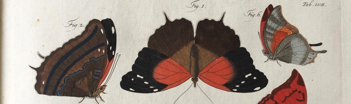 C. G. Jablonsky & J.F.W. Herbst – Natursystem ... Schmetterlinge