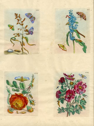 1016 Four plates from The Wondrous Transformation of Caterpillars and their Strange Diet of...