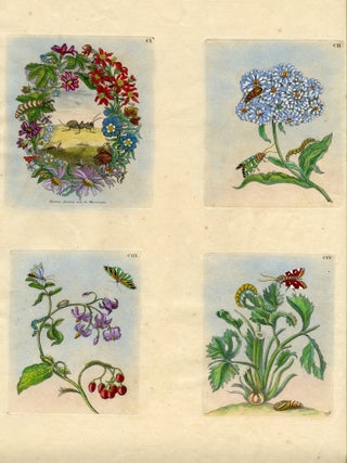 1017 Four plates from The Wondrous Transformation of Caterpillars and their Strange Diet of...
