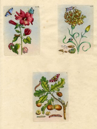 1018 Three plates from The Wondrous Transformation of Caterpillars and their Strange Diet of...