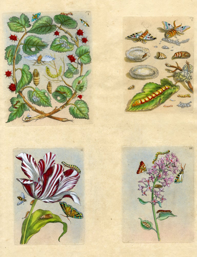 1020 Four plates from The Wondrous Transformation of Caterpillars and their Strange Diet of Flowers.; “Wolfsmelk Rupsen;" “Wolfsmilch, Raupe und Schmetterling," Plates: No.1:I; No. 2:1; II & III. Maria Sibylla Merian.