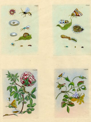 1046 Four plates from The Wondrous Transformation of Caterpillars and their Strange Diet of...