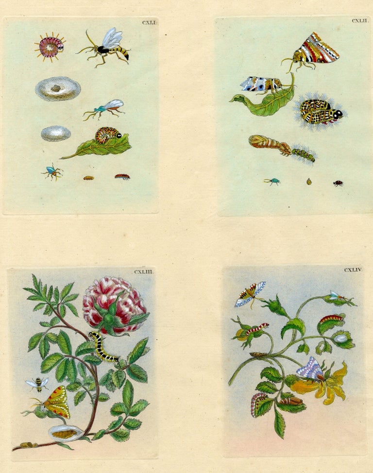 1046 Four plates from The Wondrous Transformation of Caterpillars and their Strange Diet of Flowers.; “Wolfsmelk Rupsen;" “Wolfsmilch, Raupe und Schmetterling," Plates: CXLI, CXLII, CXIII & CXLIV. Maria Sibylla Merian.