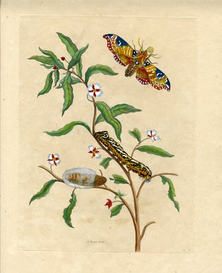1048 Metamorphosis Insectorum Surinamensium, Plate No. 39; Unidentified tree with moth,...