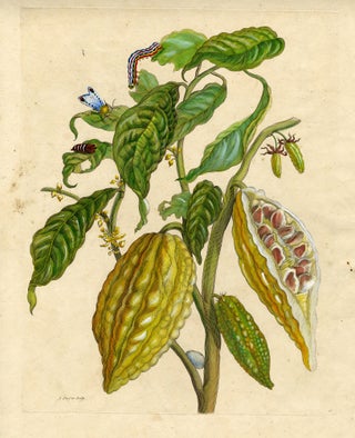 1049 Metamorphosis Insectorum Surinamensium, Plate No. 26; Cocoa plant, caterpillar, pupa, and...