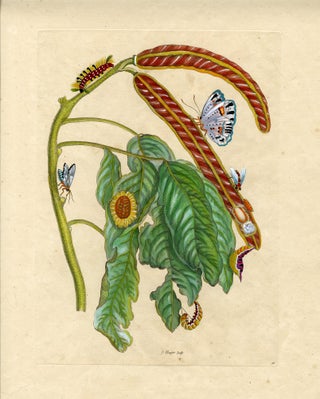 1050 Metamorphosis Insectorum Surinamensium, Plate No. 58; Ice Cream Bean Plant, Cloudless...