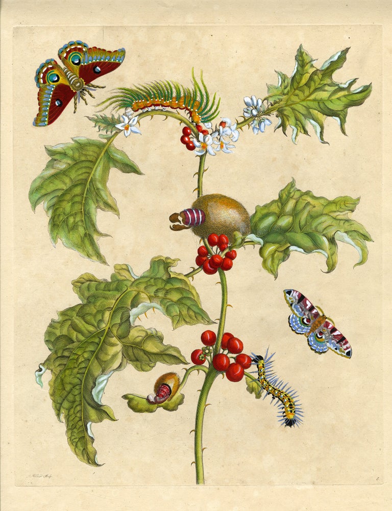 1051 Metamorphosis Insectorum Surinamensium, Plate No. 6; Thistle and Moths. Maria Sibylla Merian.
