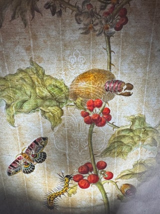 Metamorphosis Insectorum Surinamensium, Plate No. 6; Thistle and Moths