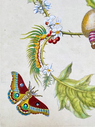 Metamorphosis Insectorum Surinamensium, Plate No. 6; Thistle and Moths