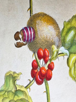 Metamorphosis Insectorum Surinamensium, Plate No. 6; Thistle and Moths