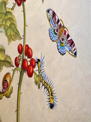 Metamorphosis Insectorum Surinamensium, Plate No. 6; Thistle and Moths