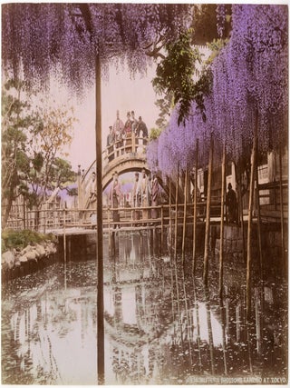 1283 Japan – Wisteria Blossoms Kameido Tokyo. Original Photograph / Photographer unattributed