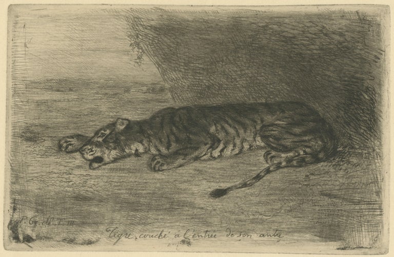 130 Tigre Couché à l'Entrée de son Antre. Eugène Delacroix.