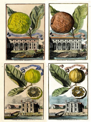 1581 Aranzo Gigante Verrucoso & Limon di Fior Doppio, 4 prints. Joseph de Montalegre, after