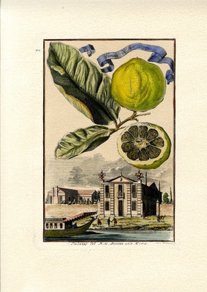 Aranzo Gigante Verrucoso & Limon di Fior Doppio, 4 prints