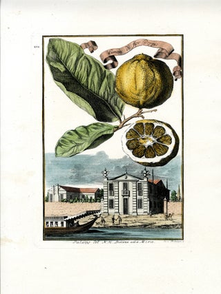 Aranzo Gigante Verrucoso & Limon di Fior Doppio, 4 prints