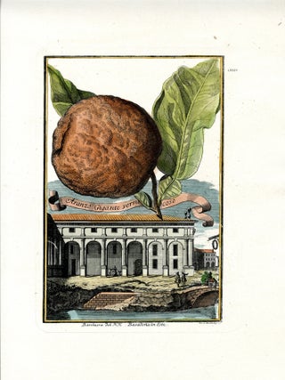 Aranzo Gigante Verrucoso & Limon di Fior Doppio, 4 prints