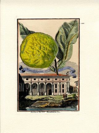 Aranzo Gigante Verrucoso & Limon di Fior Doppio, 4 prints