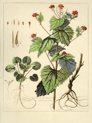 1962 Group of seven (7) prints from Engravings of Plants. Abraham Bosse, Louis de...