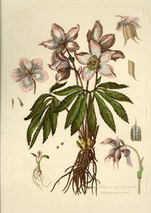 Group of seven (7) prints from Engravings of Plants
