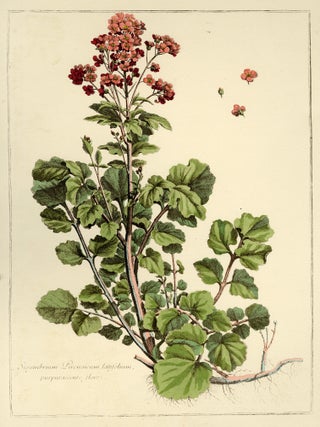 Group of seven (7) prints from Engravings of Plants