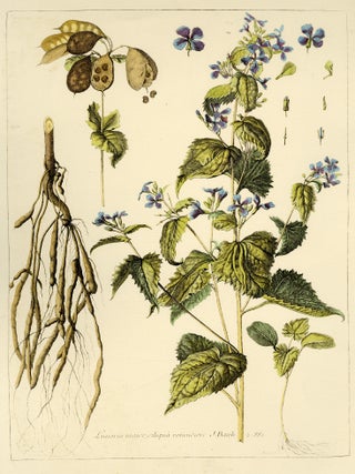 Group of seven (7) prints from Engravings of Plants
