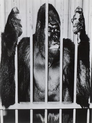 224 Gargantua - Gorilla Circus Star Ringling Bros. and Barnum & Bailey Circus. Photographer Unknown