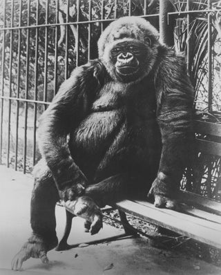 227 M’Toto - Famous Ringling Bros. and Barnum & Bailey Circus Gorilla. Photographer Unknown