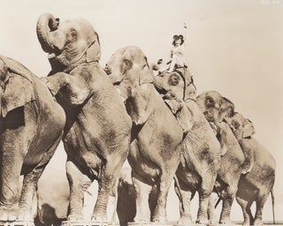 229 Elephant Long Mount Ringling Bros. and Barnum & Bailey Circus. Photographer Unknown