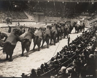 230 Elephant Long Mount Ringling Bros. and Barnum & Bailey Circus. Photographer Unknown