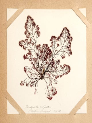 2339 Flowers of the Sea [An album of seaweed specimens]; Herbarium of foraged, pressed and...