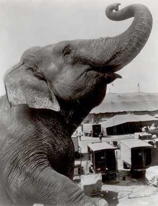 234 Elephant as a symbol of the circus. Photographer Unknown