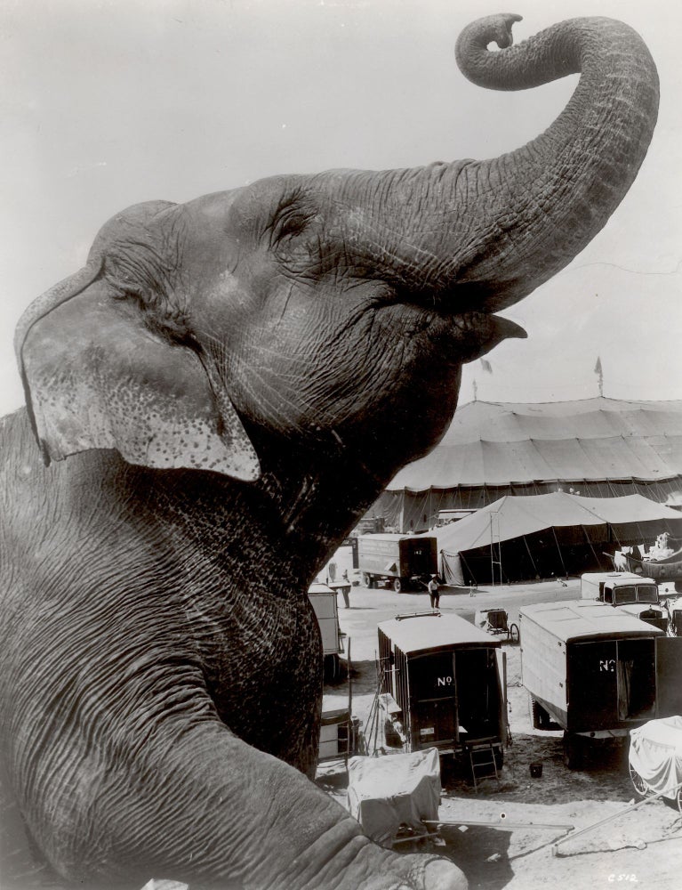 234 Elephant as a symbol of the circus. Photographer Unknown.