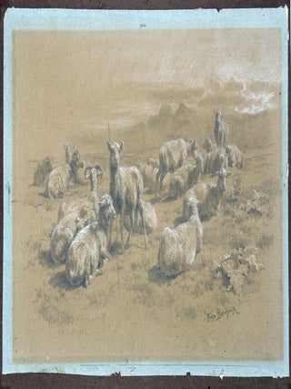 Highlands Sheep; A finished study from the Highlands Series