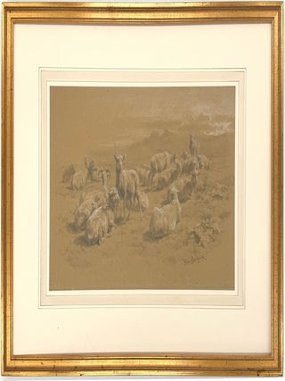 Highlands Sheep; A finished study from the Highlands Series