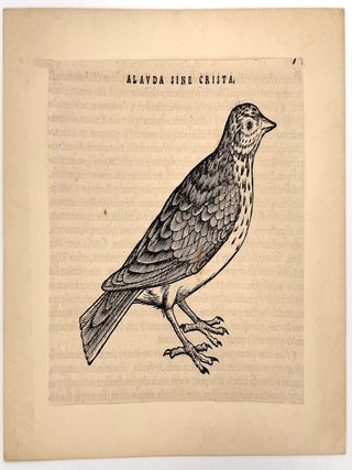 2513 Alavda sine crista "Lark without a crest"; An illustration from Historiae animalium; liber...