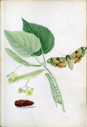 Illustrations of British Hawk Moths and their Larvae (including the Sesidae); with thirty-six original drawings by the author, from specimens in his cabinet