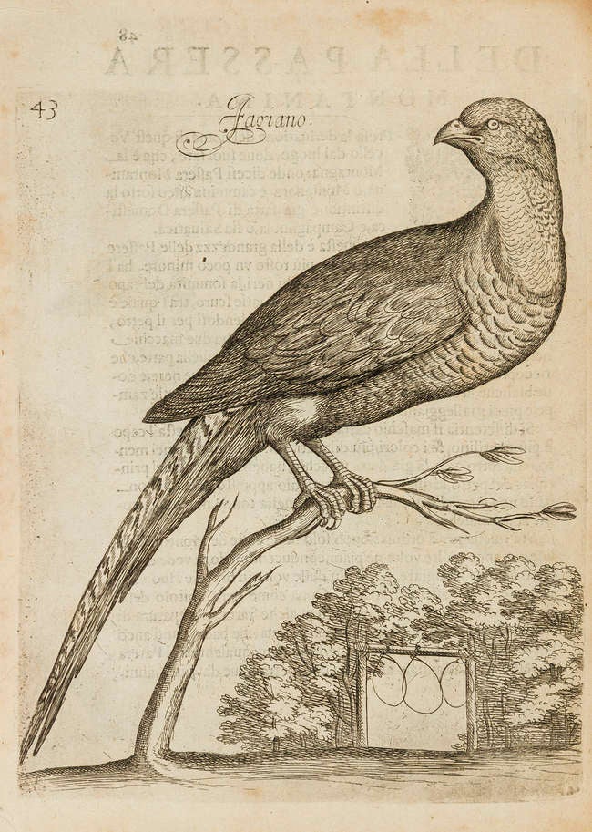 306 Uccelliera; Overo discorso della natura e proprietà di diversi uccelli e in particolare di que' che cantano, con il modo di prendergli, conoscergli, allevargli, e mantenergli. Giovanni Pietro Olina.
