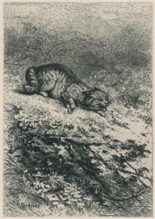 390 The Wild Cat (Chat Sauvage). Karl Bodmer