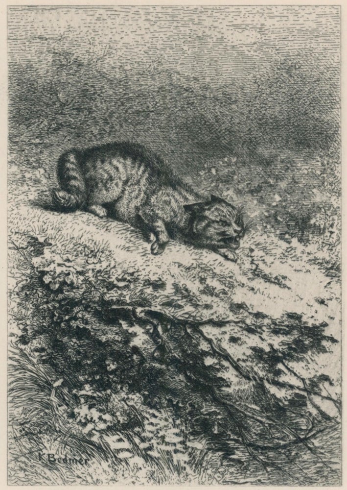 390 The Wild Cat (Chat Sauvage). Karl Bodmer.