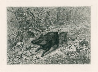 407 Wild Boar, from Eaux-Fortes Animaux & Paysages; Sanglier. Karl Bodmer