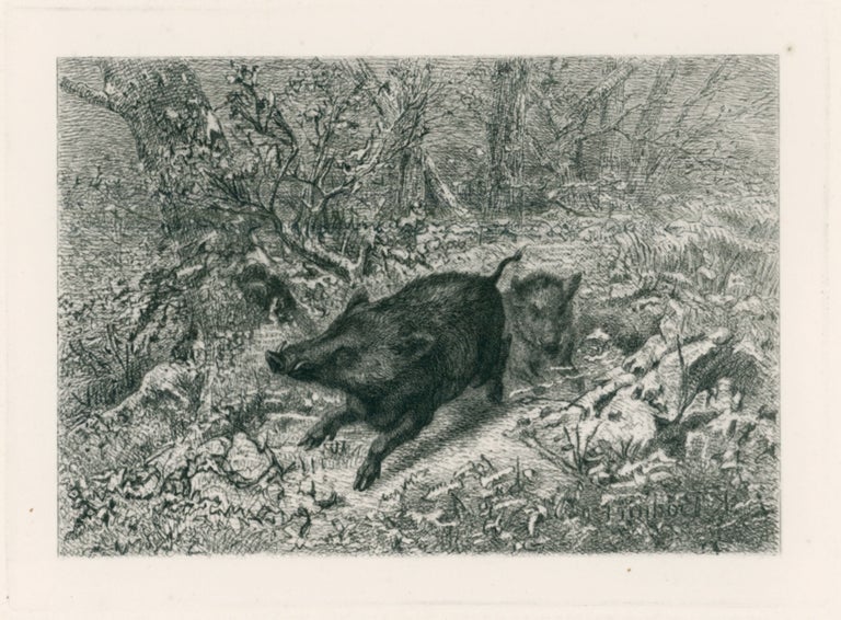 407 Wild Boar, from Eaux-Fortes Animaux & Paysages; Sanglier. Karl Bodmer.