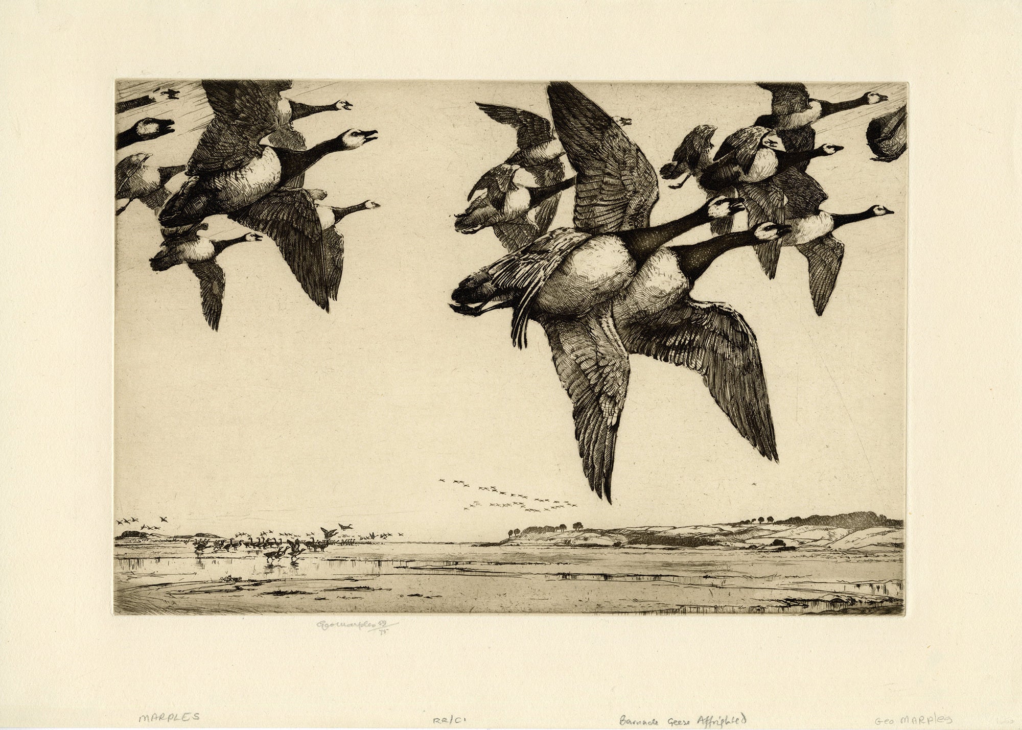 Barnacle Geese Affrighted | George Marples
