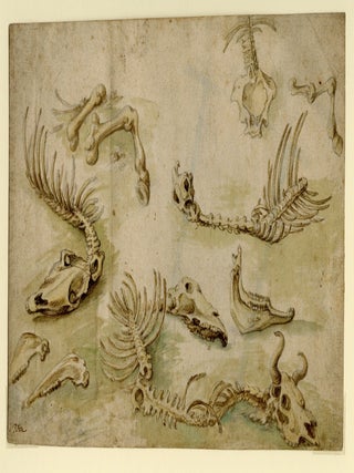 646 Study of horse and ox bones. Salvator Rosa, follower of