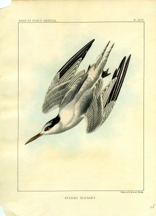 885 Sterna Elegans. 19th century American School