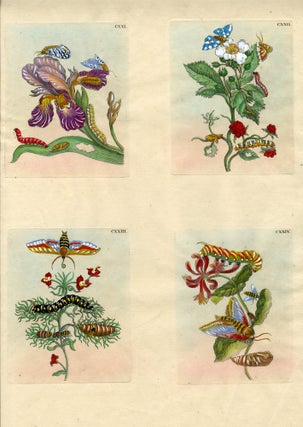 994 Four plates from The Wondrous Transformation of Caterpillars and their Strange Diet of...